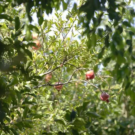 Venus 公寓 阿达玛斯