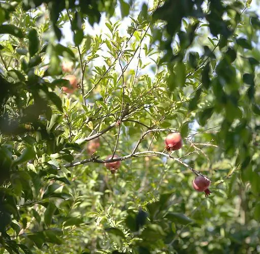 Venus Lejlighed Adamantas